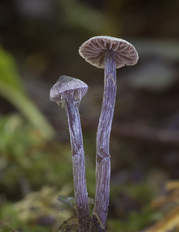 Cortinarius americanus